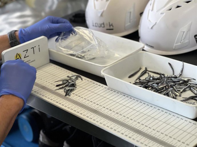La abundancia de anchoa juvenil en el Golfo de Bizkaia crece y duplica la media histórica