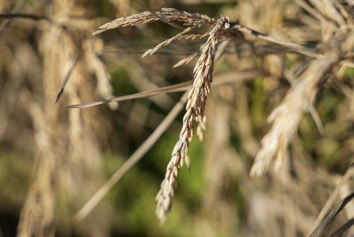 Archivo - Semillas de arroz antes de su recogida,  