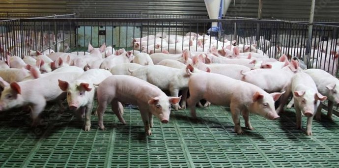 Aragón es el primer productor de porcino de España con más de 15 millones de cabezas anuales.