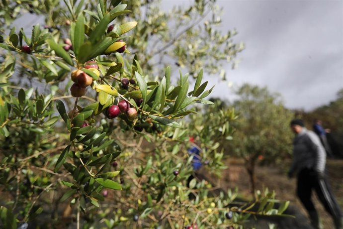 Varias aceitunas durante el comienzo de la campaña de recogida