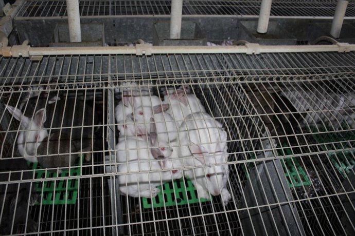 Granja de conejos en imagen de archivo