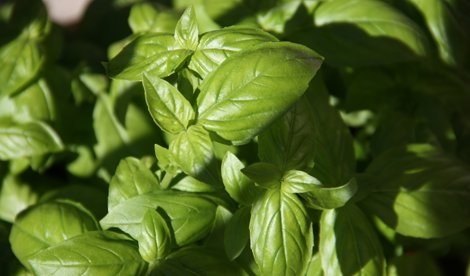 notibrasil sociedade