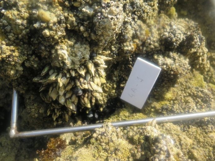 Servicio de Inspección Pesquera del Gobierno Vasco incauta 12 kilos de percebe furtivo en el paraje de Agiti (Igeldo)