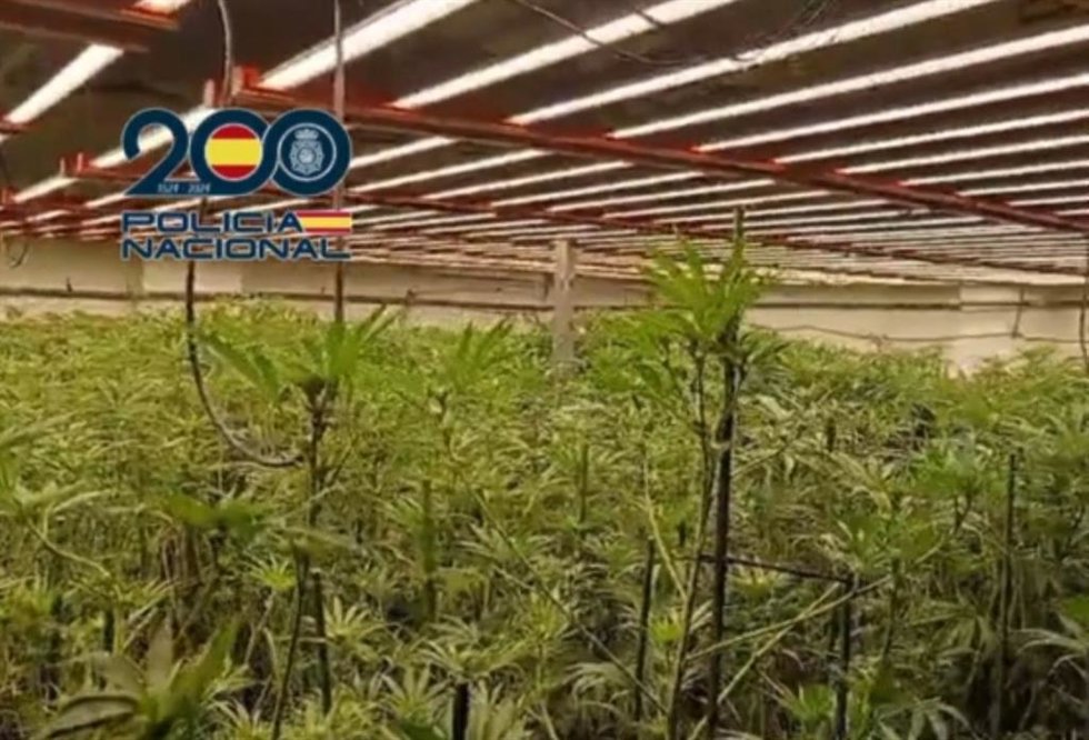 Plantación de marihuana intervenida en el interior de una nave industrial en Jerez.