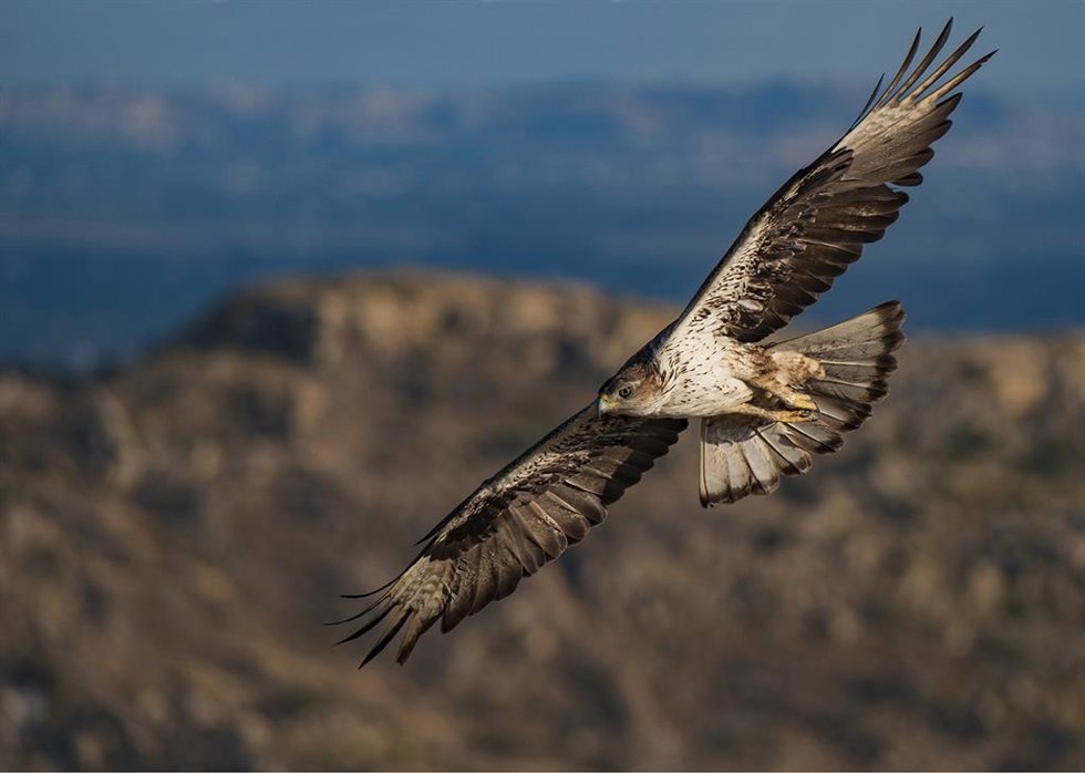 Archivo - Águila Perdicera.
