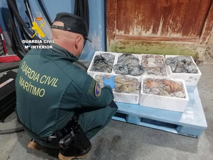 Interceptados 75 kilos de pulpo inmaduro en el puerto de Burriana