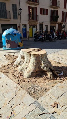 Archivo - Árbol talado en la plaza Llorenç Bisbal de Palma.
