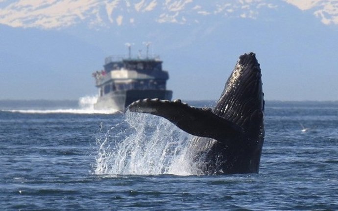 Um estudo global destaca que apenas 16% das áreas de alta biodiversidade marinha estão protegidas do tráfego marítimo.