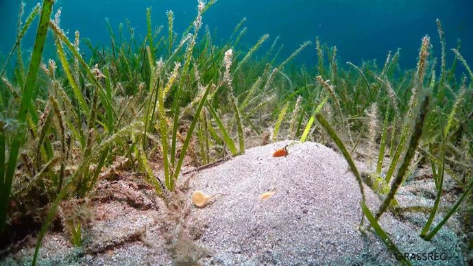 Praderas en el Mar Menor