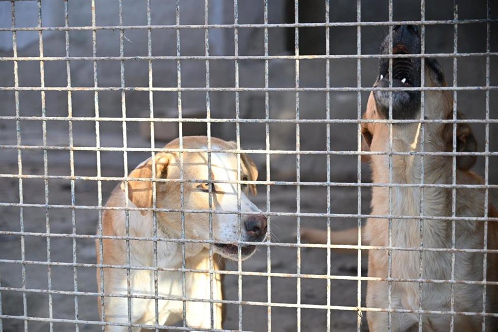 Dos perros en una de las zonas de acogida del Centro de Protección y Adopción Animal de Almería.