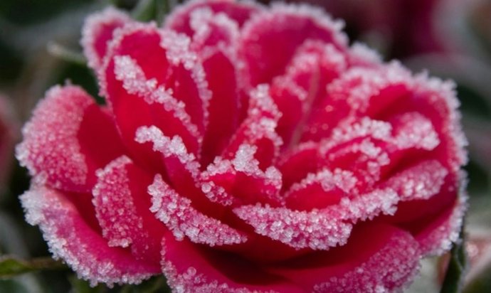 Plantas para cobrir antes que seja tarde demais e como fazer isso