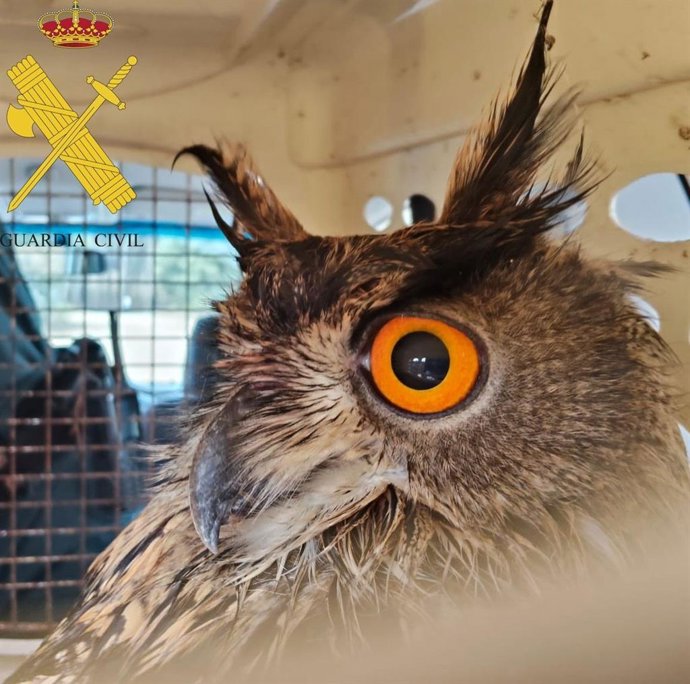 Búho Real rescatado por el SEPRONA en Brea de Tajo