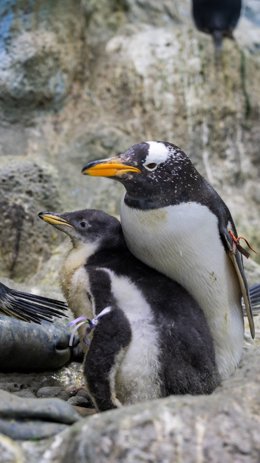 Pingüino papúa en Loro Parque