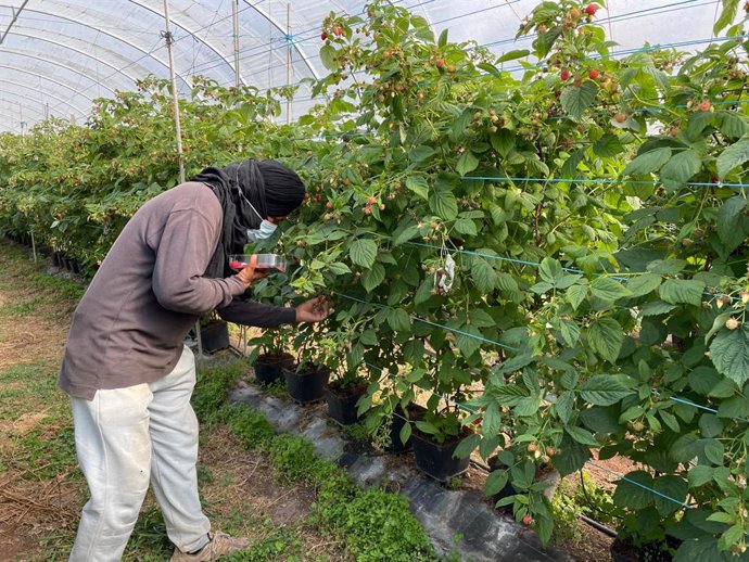 Trabajador migrante en una explotación agrícola, en Portugal.
