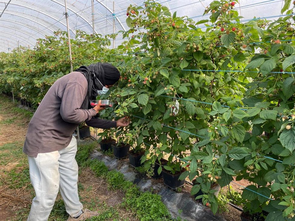 Trabajador migrante en una explotación agrícola, en Portugal.