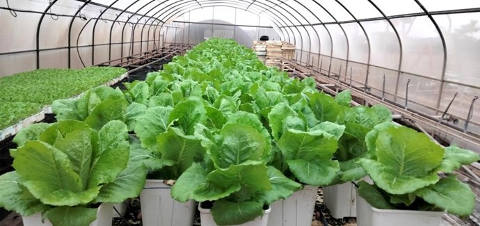 Culturas experimentais