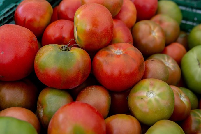 Archivo - Recursos de tomates en el mercado de ‘La Despensa de Madrid’, en los jardines del Palacio del Infante Don Luis, a 7 de septiembre de 2025, en Boadilla del Monte, Madrid (España). La Comunidad de Madrid, en colaboración con el Ayuntamiento de Boa
