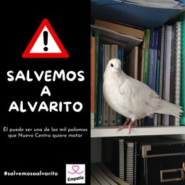 Organizaciones animalistas denuncian "la matanza de palomas autorizada en València"