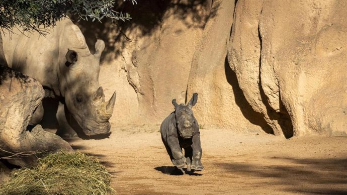 Bebé rinoceronte en Bioparc