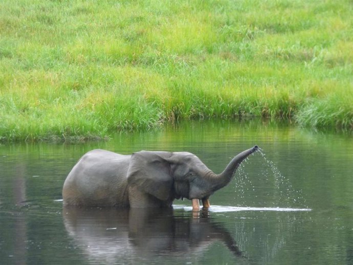 La UICN mejora sus métodos y cifra en 135.690 el número de elefantes de bosque africanos, que siguen en peligro crítico.
