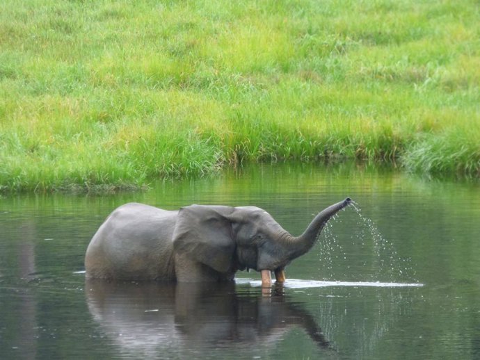 La UICN mejora sus métodos y cifra en 135.690 el número de elefantes de bosque africanos, que siguen en peligro crítico.