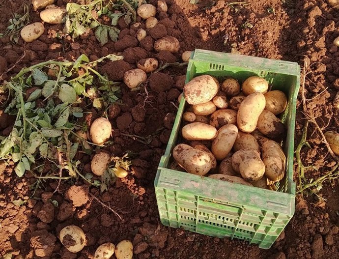 Archivo - Caja con patatas. Foto archivo.