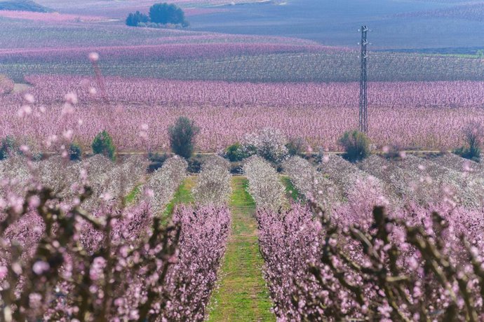 Archivo - Vista general de un campo de frutales en flor en Aitona (Lleida).