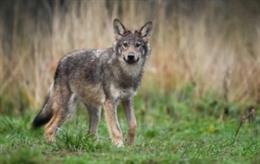 Archivo - Un lobo.