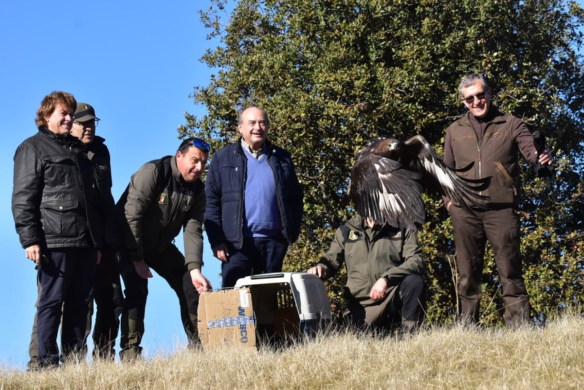 Liberan tres ejemplares de águila real e imperial en Castellar de Santiago