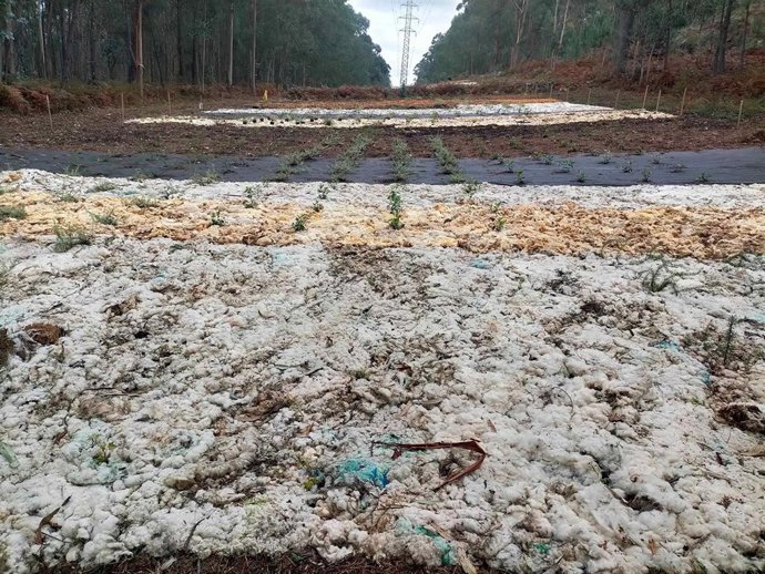 Un "proyecto pionero" de Naturgy y el Centro de Investigación Forestal (CIF) de Lourizán (Pontevedra) utiliza cubiertas naturales de astillas de castaños y lana de oveja para gestionar el matorral bajo las líneas eléctricas aéreas.
