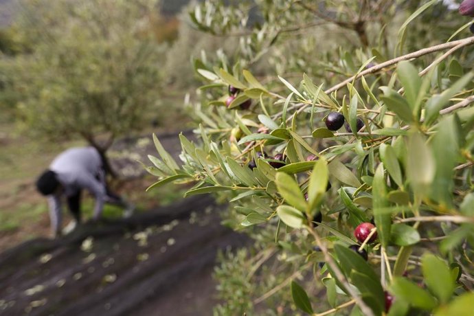 Varias aceitunas durante el comienzo de la campaña de recogida