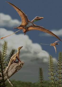 Os primeiros vertebrados capazes de voar e as aves passaram por uma evolução cerebral distinta.