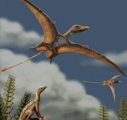 notibrasil sociedade