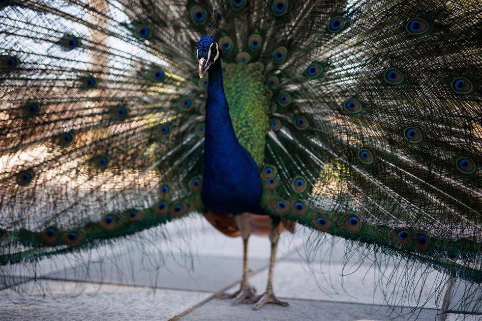 Archivo - Imagen de archivo de un pavo real