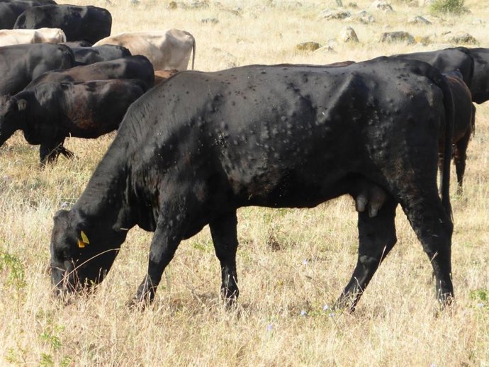Archivo - UCCL exige a la Junta presionar al Ministerio para vacunar de inmediato a toda la cabaña ganadera bovina contra la DNC.