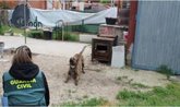 Foto: Investigada una mujer por el ataque de sus cuatro perros a un vecino de Alcazarén y su can