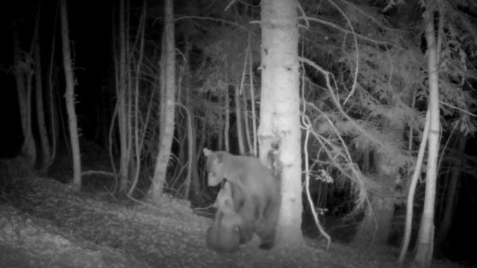 Imagen de Claverina y su cría captada por una cámara de fototrampeo el pasado mes de agosto en la zona de Hecho.