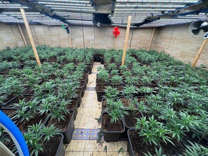 Plantació de marihuana desmantellada pels Mossos a Cambrils (Tarragona)