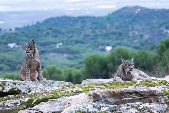 Archivo - Dos linces en el Cortijo Gato Clavo, a 8 de noviembre de 2024, en el Parque Natural de la Sierra de Andújar, Jaén, Andalucía (España).