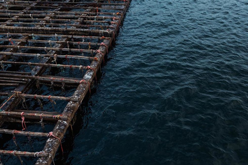 Archivo - Una batea para pescar mejillones, a 2 de septiembre, en Pontevedra, Galicia (España).