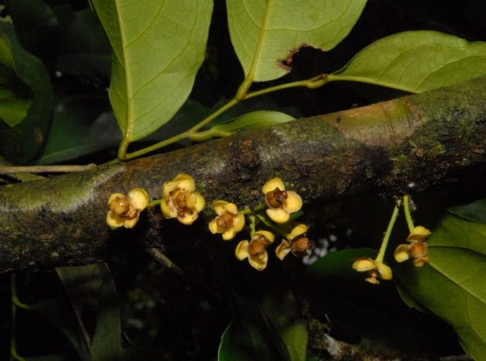 Flores de Drypetes polyantha Pax & K.Hoffm. Parque Nacional Nouabalé-Ndoki, República do Congo, 2012.