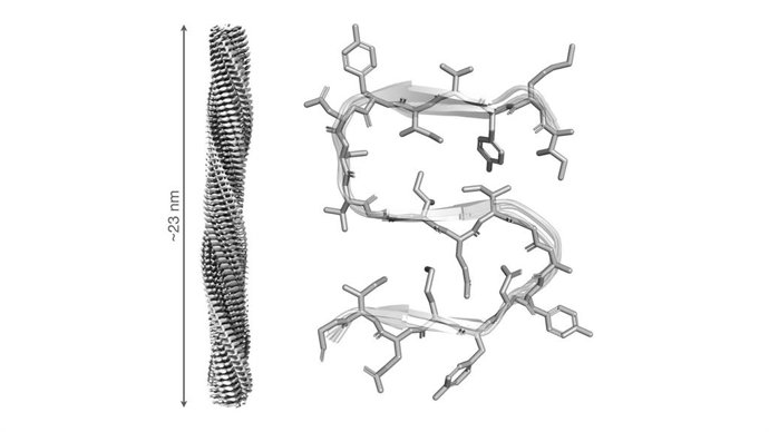 Imagen de la estructura del ensamblaje formado por la proteína RIPK1.