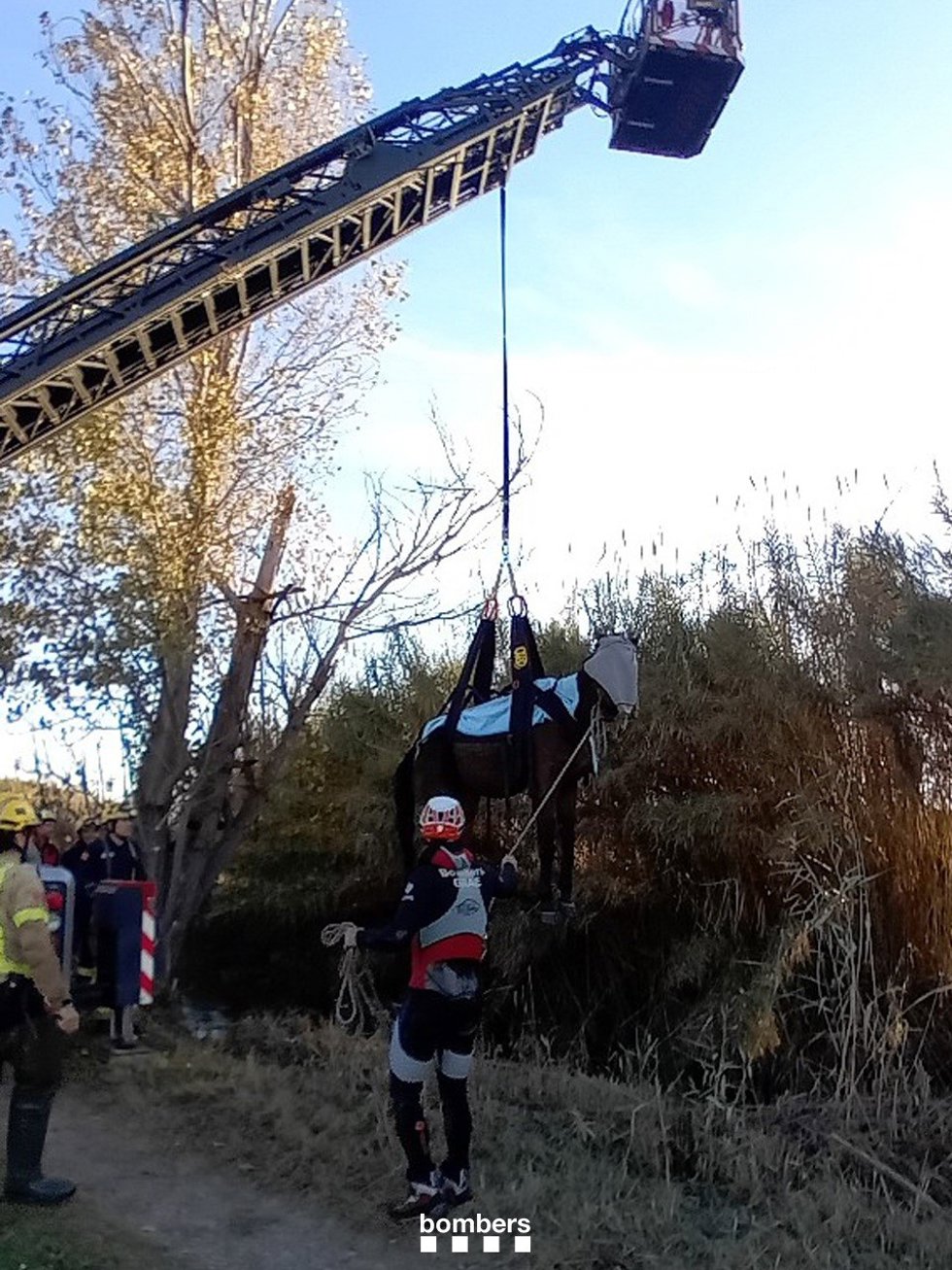 Caballo rescatado con una autoescalera