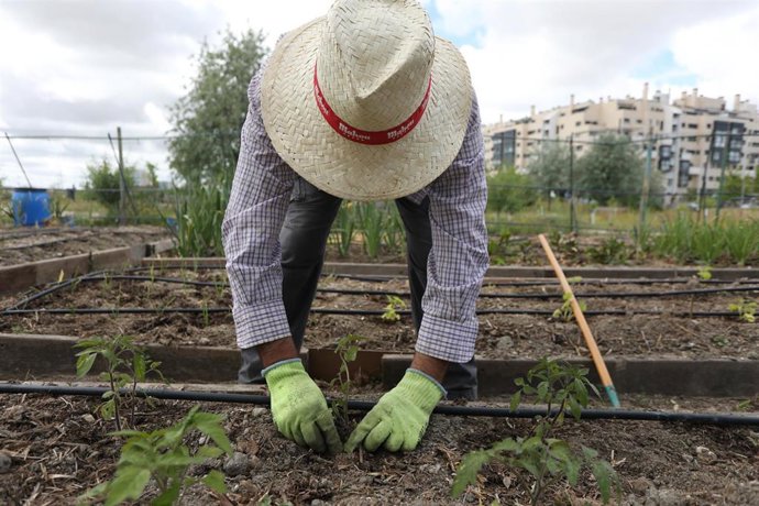 Archivo - Un hombre trabaja en La Huerta Eugenia, un huerto urbano situado en una parcela municipal del madrileño barrio de Vallecas, en Madrid (España) a 11 de mayo de 2020