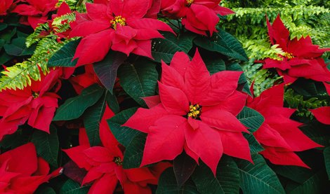 notibrasil sociedade