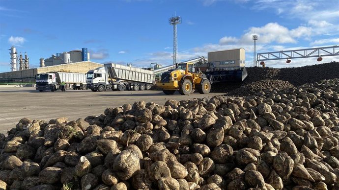 Archivo - Arranca la campaña remolachera en ACOR, que prevé molturar 1.100.000 toneladas recogidas en 10.000 hectáreas .