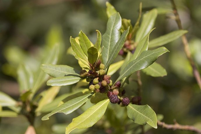 Regalan a los ciudadanos de Tenerife ejemplares de faya para celebrar el Día del Árbol Canario en la isla
