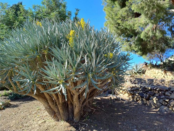 Imagen de la aloe ramosísima.