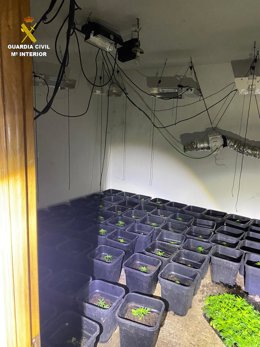 Plantación de marihuana hallada por agentes de la Guardia Civil.