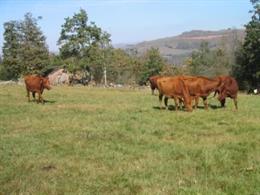 Archivo - Vacas de raza Pasiega